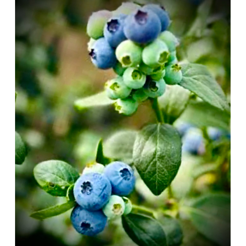 The Emerald Blueberry ต้น บลูเบอรี่ เอ็มเมอรัล สายพันธุ์นำเข้าจาก แคลิฟอร์เนีย ต้นใหญ่ พร้อมติดดอก อ