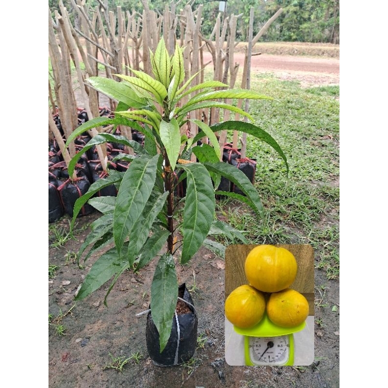 ต้นเซียนท้อซาลาเปา🍋(กิ่งทาบ)สูง60-70ซม.ผลใหญ่ เนื้อเเน่น รสชาติดี ต้นพร้อมปลูก