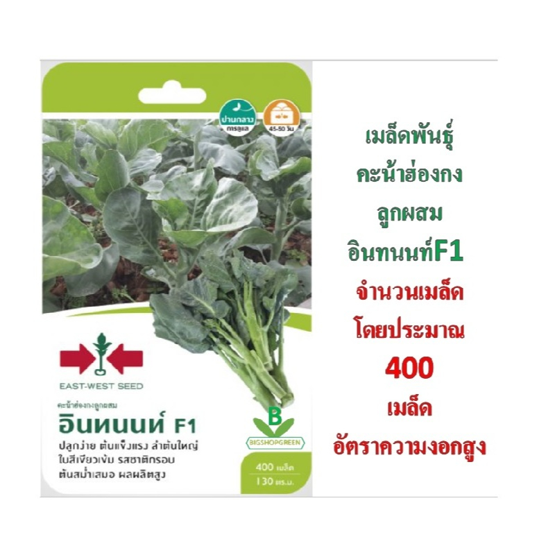 5 แถม 1 เมล็ดพันธุ์ คะน้าฮ่องกงลูกผสม อินทนนท์ F1 ตราศรแดง อัตราการงอกสูง