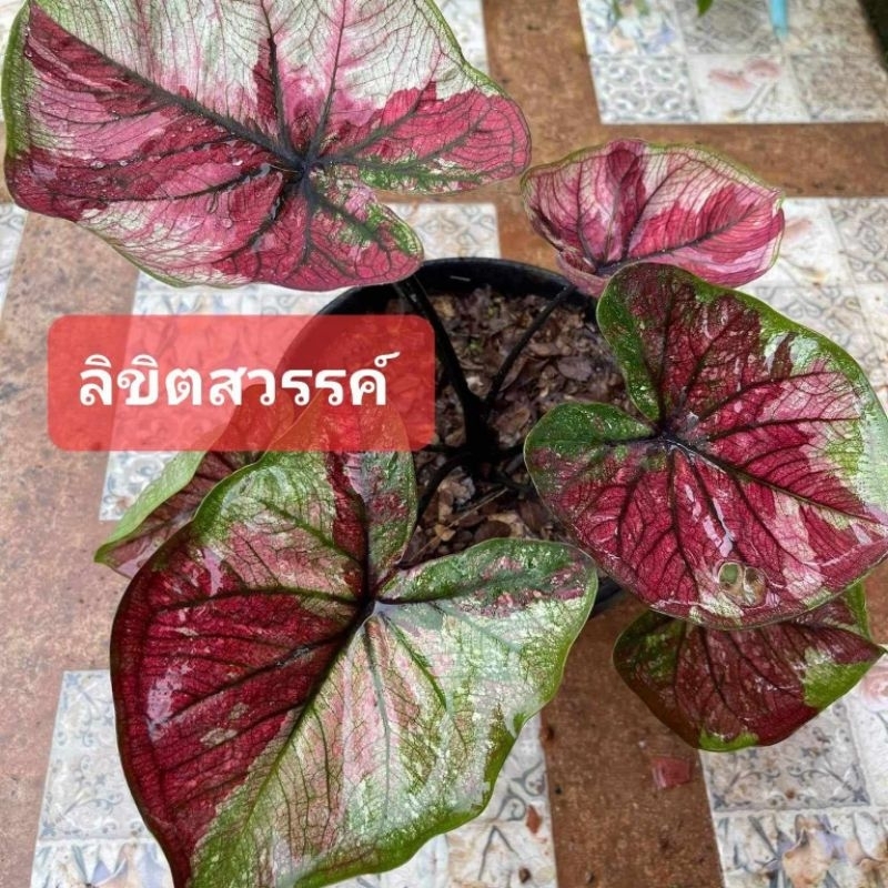 บอนสี ลิขิตสวรรค์ แบ่งกันห่าง 4 นิ้วขนาดต้นที่ 2-3