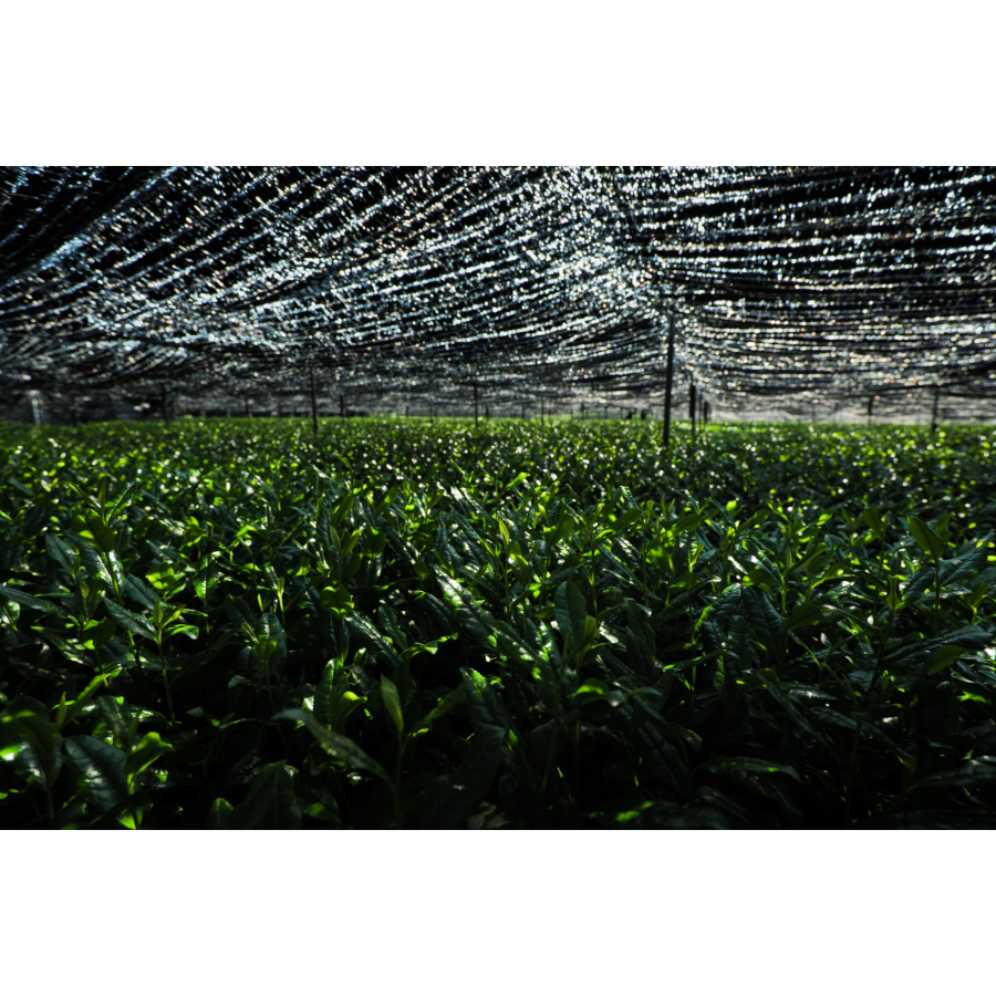 Dejimaen Single Origin Matcha Samidori AOI 30g KYOTO UJI matcha