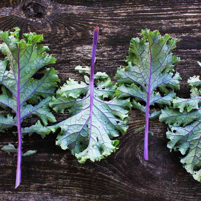 ต้นพันธุ์ เคลแดงรัสเซีย ถุงดำพร้อมปลูก 29 บาท  Red Russian Kale เคลรัสเซียสีแดง เป็นเคลแดงรัสเซีย เคลแดง ใบหยิก  คะน้า
