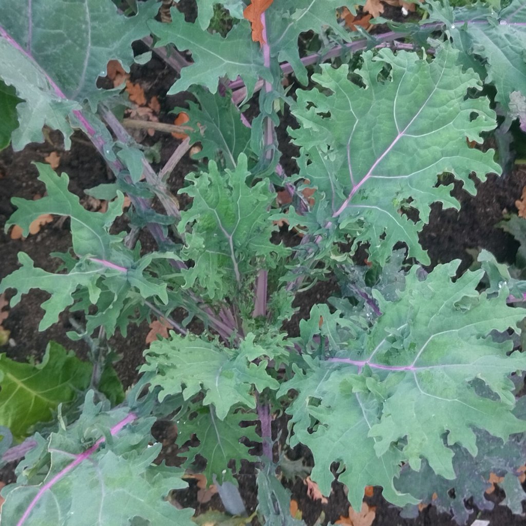 ต้นพันธุ์ เคลแดงรัสเซีย ถุงดำพร้อมปลูก 29 บาท  Red Russian Kale เคลรัสเซียสีแดง เป็นเคลแดงรัสเซีย เคลแดง ใบหยิก  คะน้า