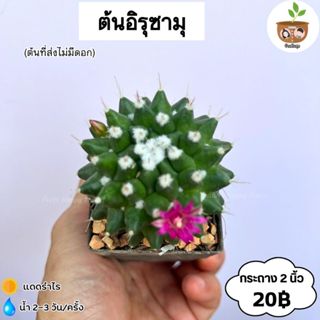 ต้นอิรุซามิ จัดส่งที่ 2 ต้นขึ้นไป คละแบบได้