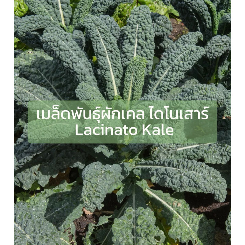 เมล็ดพันธุ์ เคลไดโน 150-500 เมล็ด เมล็ดพันธุ์แท้นำเข้าจากต่างประเทศ ทุกภาพล้วนเเล้วเป็นต้นผักเคลจากทางฟาร์ม
