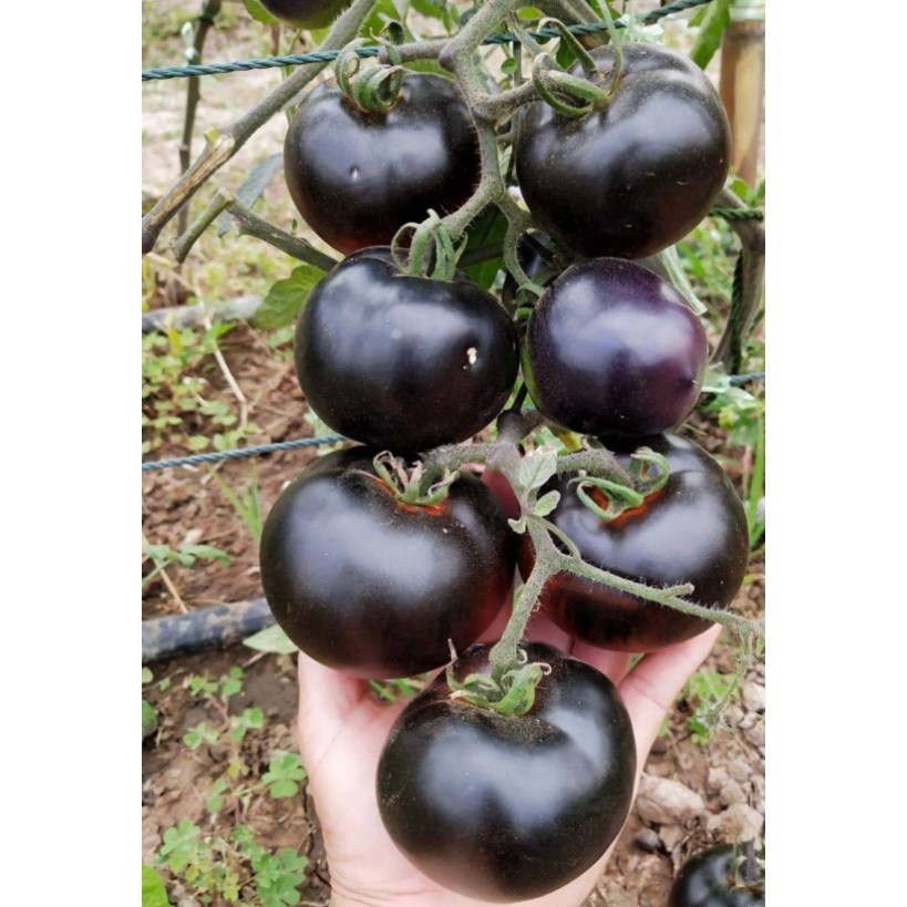 ต้นพันธุ์ มะเขือเทศดำ มะเขือเทศเชอรี่สีดำ ถุงดำพร้อมปลูก 29บาท  black tomato มะเขือเทศม่วง สวนในอังกฤษปลูกมะเขือเทศสีดำ