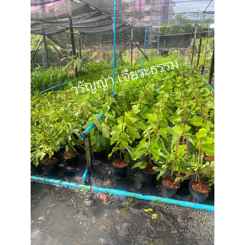 มะเดื่อฝรั่ง สายพันธุ์ อิรักกี้ (กิ่งตอน)