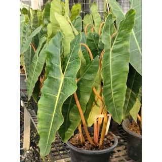 ฟิโลก้านส้ม #Philodendron billietia #