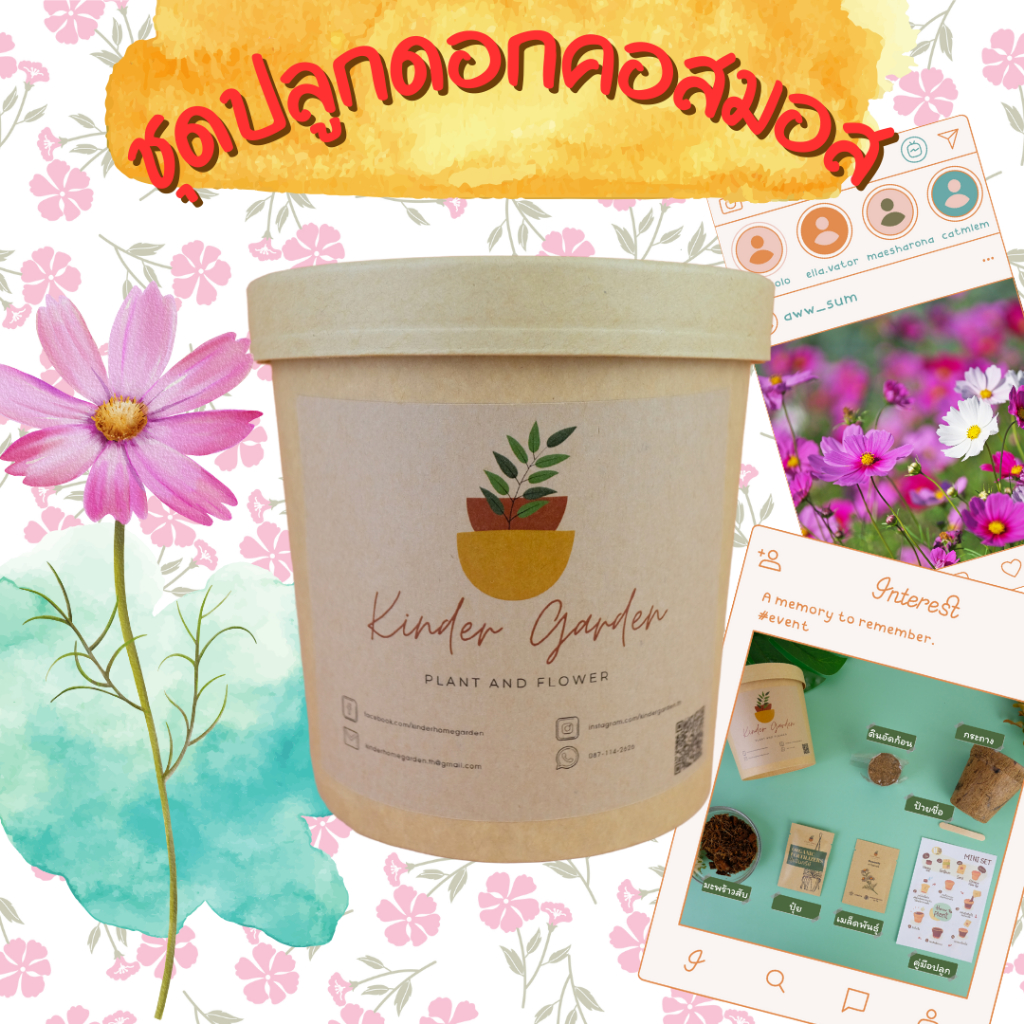 ชุดปลูกดอกคอสมอส ชุดปลูกดอกไม้ ชุดพร้อมปลูก ชุดของขวัญ Mini set