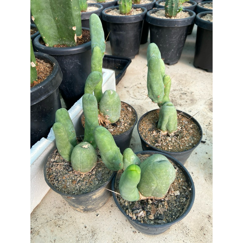 แคคตัส : Echinopsis lageniformis f. monstruosa (ต้นกระจุ๋) ตัดสด