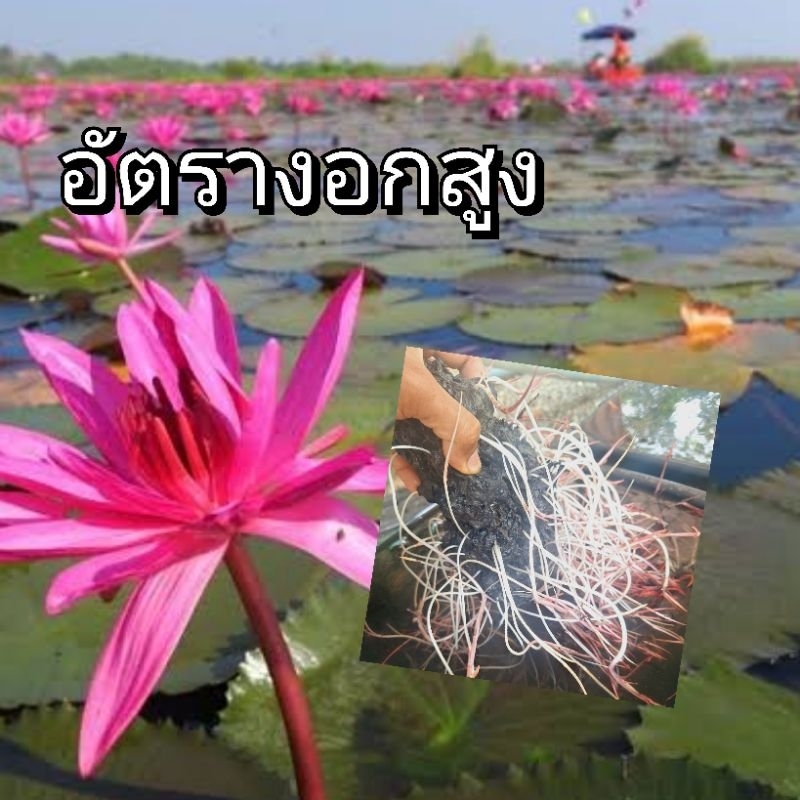 10โล400บ. ราคาส่ง เง่าบัวแดง เหง้าบัวแดง บัวกินสาย ปลูกต้นอ่อน กินน้ำพริก