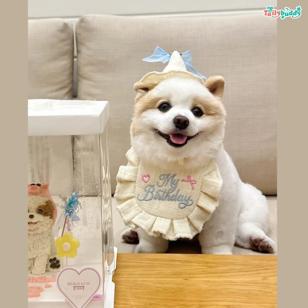 ชมพูส่งด่วนได้ ! Purrpet My Birthday ชุดวันเกิด น่ารัก ใส่ได้ทั้งแมวและสุนัข มี 2 สี ให้เลือก