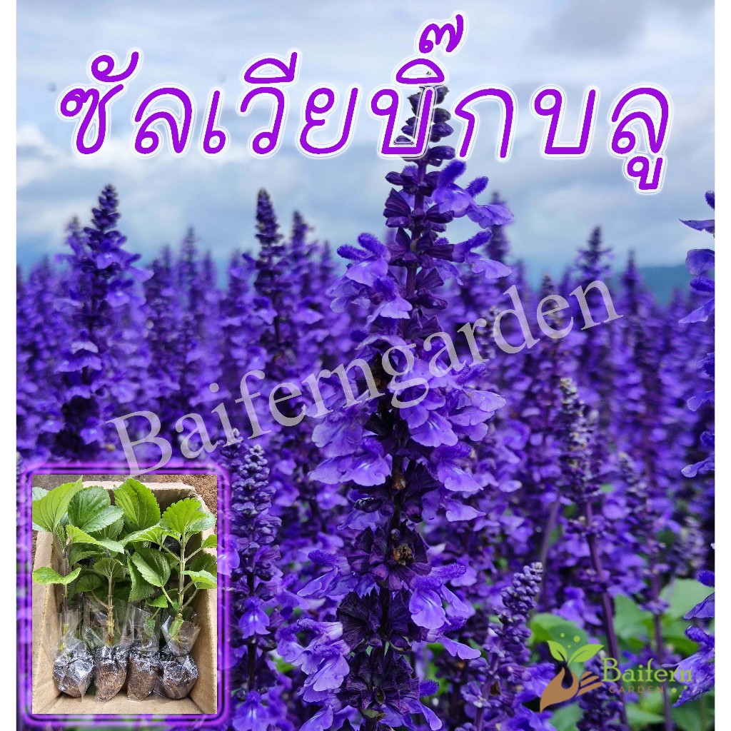 ต้นกล้าดอกซัลเวียบิ๊กบลู ดอกไม้กินได้ พร้อมปลูก ต้นแข็งแรงรากแน่นๆ