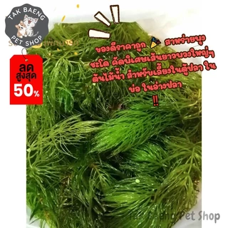 ส่งรวดเร็ว สาหร่ายพุงชะโด คัดพิเศษเส้นยาวพวงใหญ่ๆ ต้นไม้น้ำ สำหรับเลี้ยงในตู้ปลา ในอ่างปลา สาหร่าย จำหน่ายผ่าน shopee