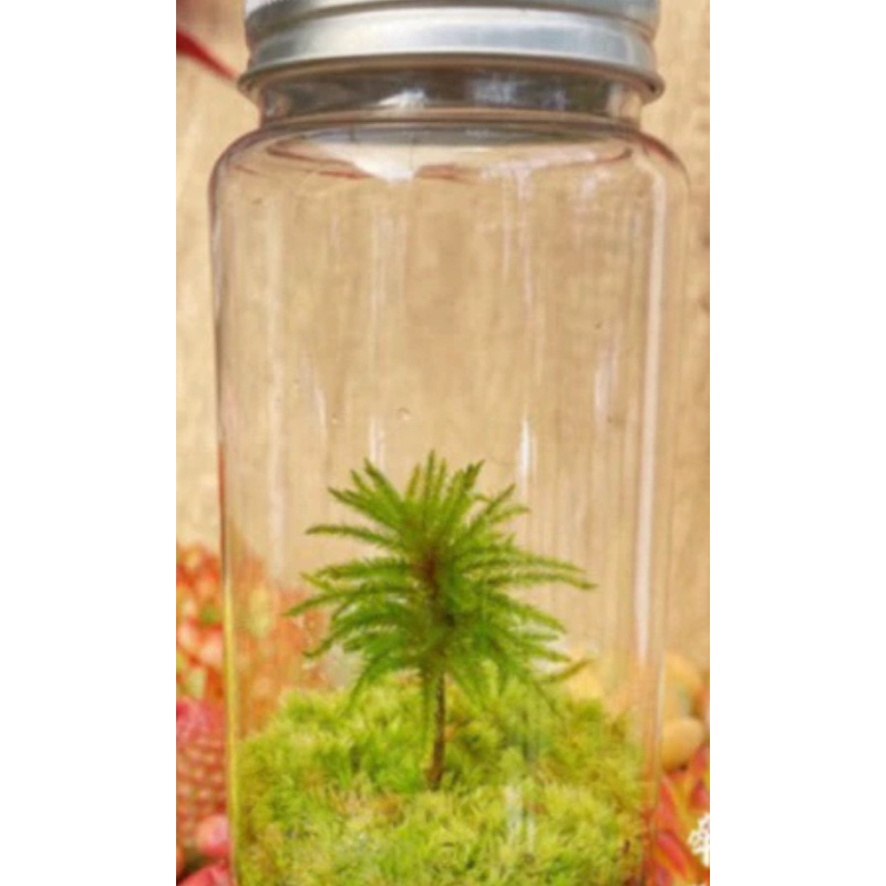 มอสต้นไม้ ไคลมาเซียม Climacium Dendroides , Pleuroziopsis Ruthenica จัดตู้เทอร์ราเรี่ยม ระบบชื้น Terrarium - รูปที่ 4