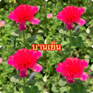 คุณนายแหวนเพชรเลือกสีได้ตามชอบเลยจ้า 10กิ่ง 20฿🌺🌺🌺