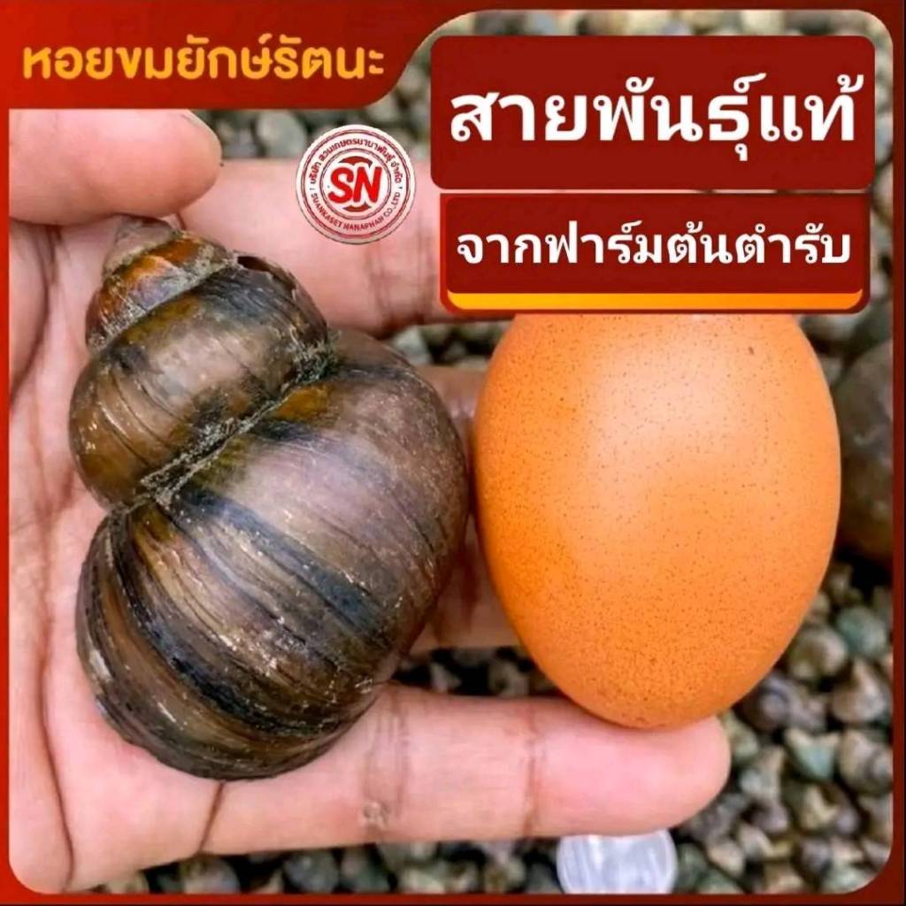 (ชุด 10แถม2 ตัว)หอยยักษ์รัตนะแท้ 100%
