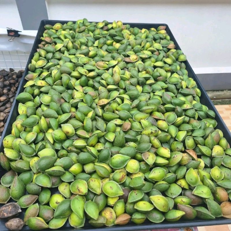 ของเล่นนก พวงลูกหูกวางแห้ง มีประโยชน์ ปลอดภัย แทะเล่นสนุก ลดอาการนกเสียงดัง - รูปที่ 7