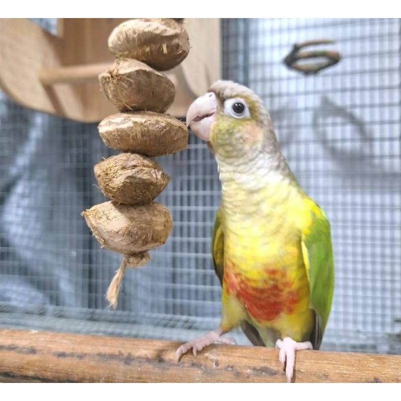 ของเล่นนก พวงลูกหูกวางแห้ง มีประโยชน์ ปลอดภัย แทะเล่นสนุก ลดอาการนกเสียงดัง - รูปที่ 4
