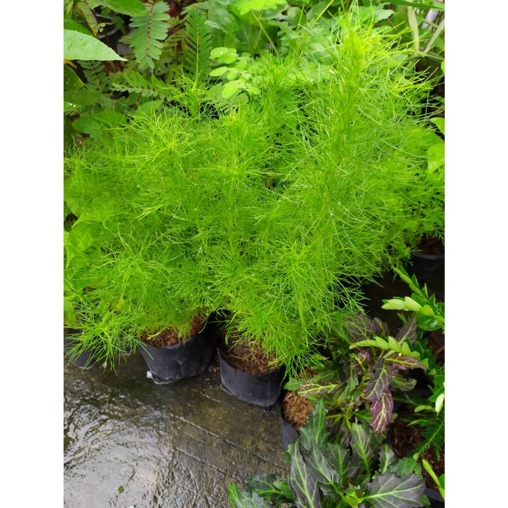 ต้นพันธุ์ ผักชีลาว Dill ผักชีช้าง ถุงดำพร้อมปลูก 29 บาท  ปลูกไว้ทาน ประดับตกแต่ง