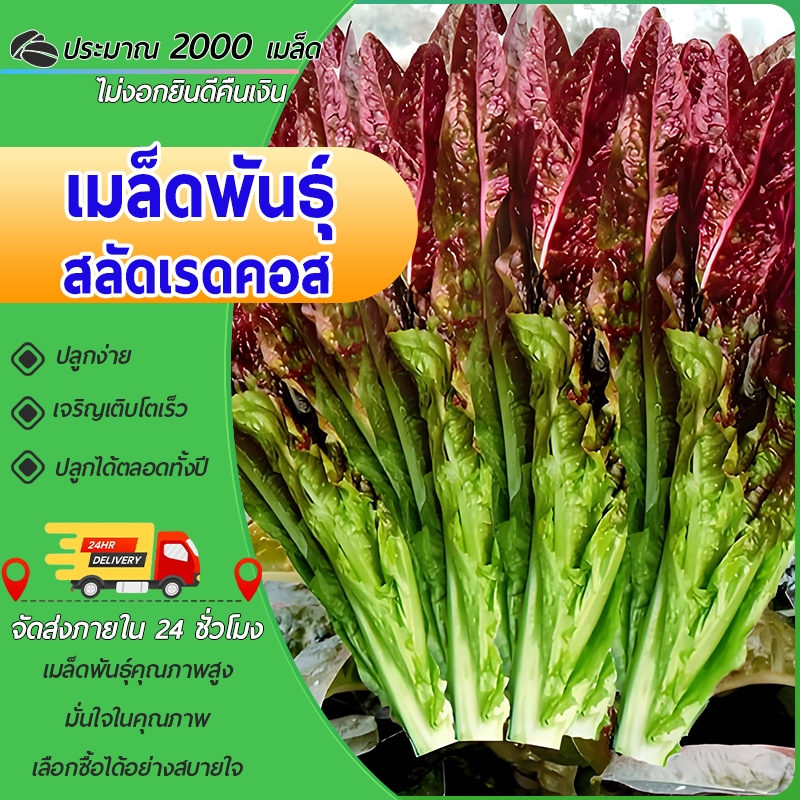 2000 เมล็ดเมล็ดพันธุ์สลัดเรดคอส เมล็ดสลัดเรดคอส  เมล็ดผักสลัด ผักคอส เมล็ดผักสลัด เรดคอส เมล็ดพันธุ์
