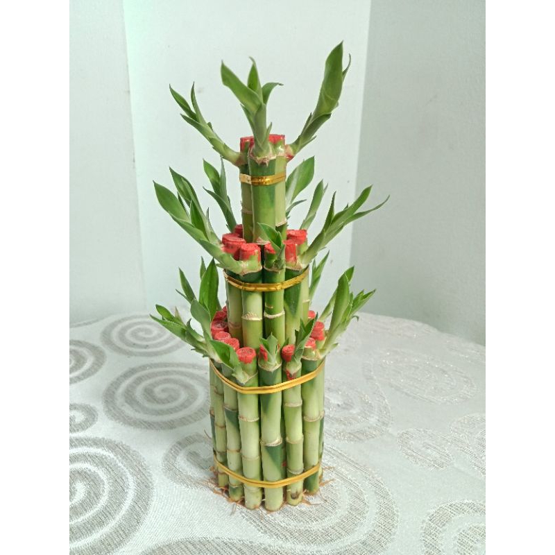 ไผ่กวนอิม [Lucky Bamboo] พุ่ม3ชั้น ไม่มีกระถาง ไม้มงคล ไม้ฟอกอากาศ ปลูกเสริมโชคลาภ 💰