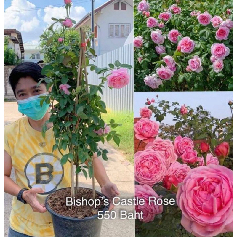 ต้นกุหลาบ Bishop’s castle (บิชอป คาสเทิล)