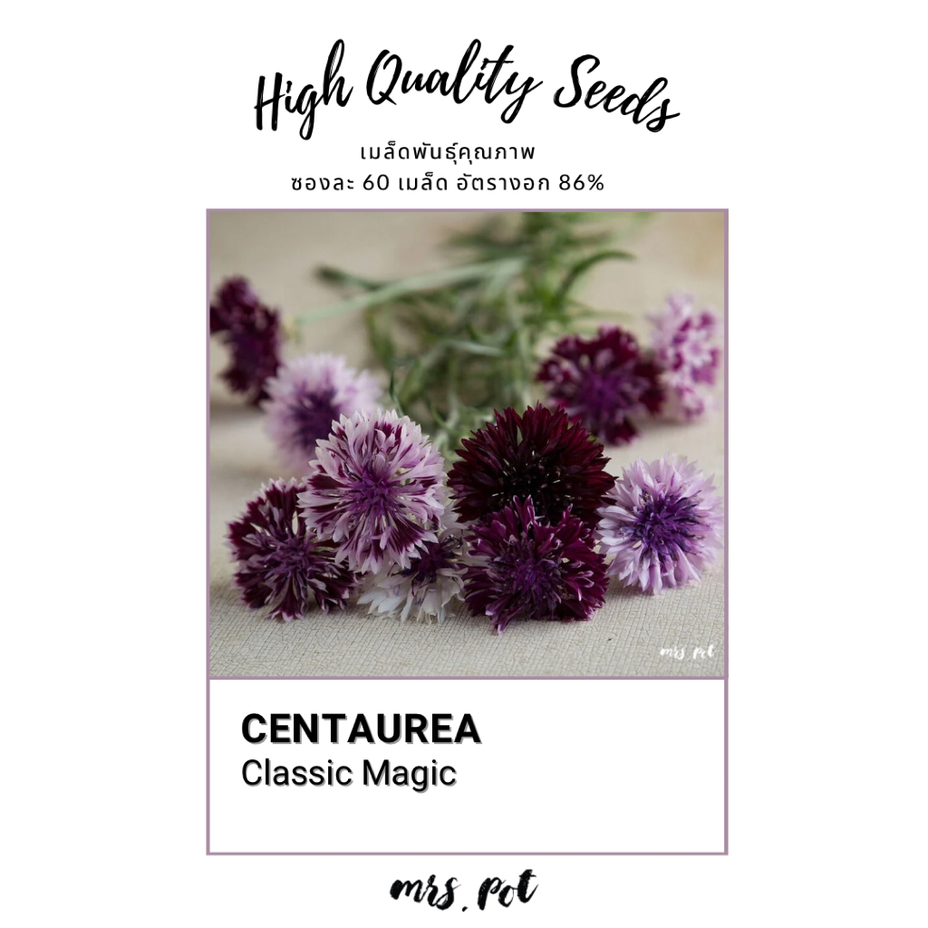 เมล็ดดอกไม้กินได้ Centaurea สายพันธุ์ Classic Romantic รหัส101