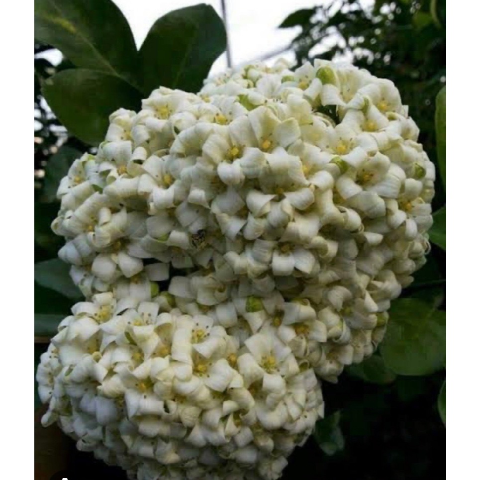 ต้นแก้วพวงดวงใจ(ออกดอกตลอดปี) ไม้ดอกหอมออกตลอดปี ร้านต้นไม้Patsorntree