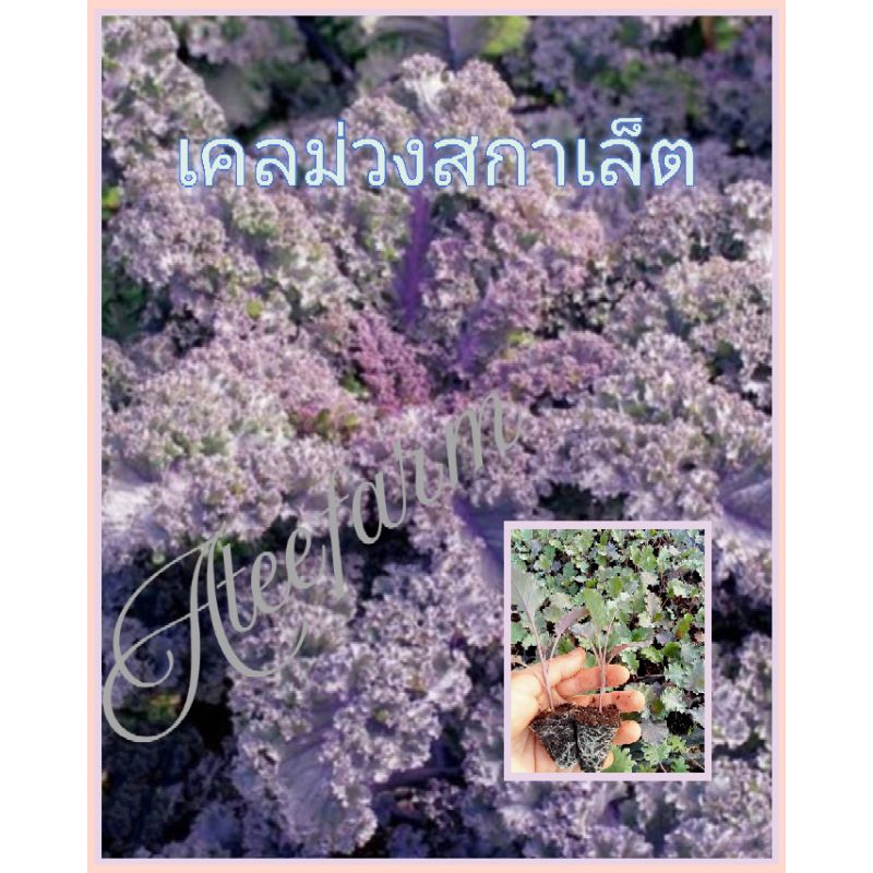 ต้นกล้าเคลม่วงสกาเล็ตพร้อมปลูก10ต้น