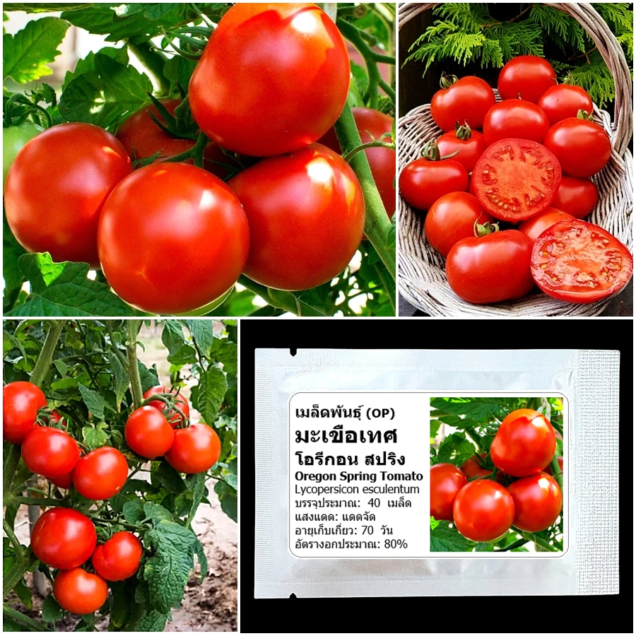 เมล็ดพันธุ์ มะเขือเทศ โอรีกอน สปริง Oregon Spring Tomato Seed 40 เมล็ด คุณภาพดี ของแท้ 100%