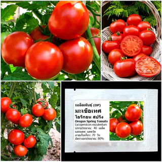 เมล็ดพันธุ์ มะเขือเทศ โอรีกอน สปริง Oregon Spring Tomato Seed 40 เมล็ด คุณภาพดี ของแท้ 100%