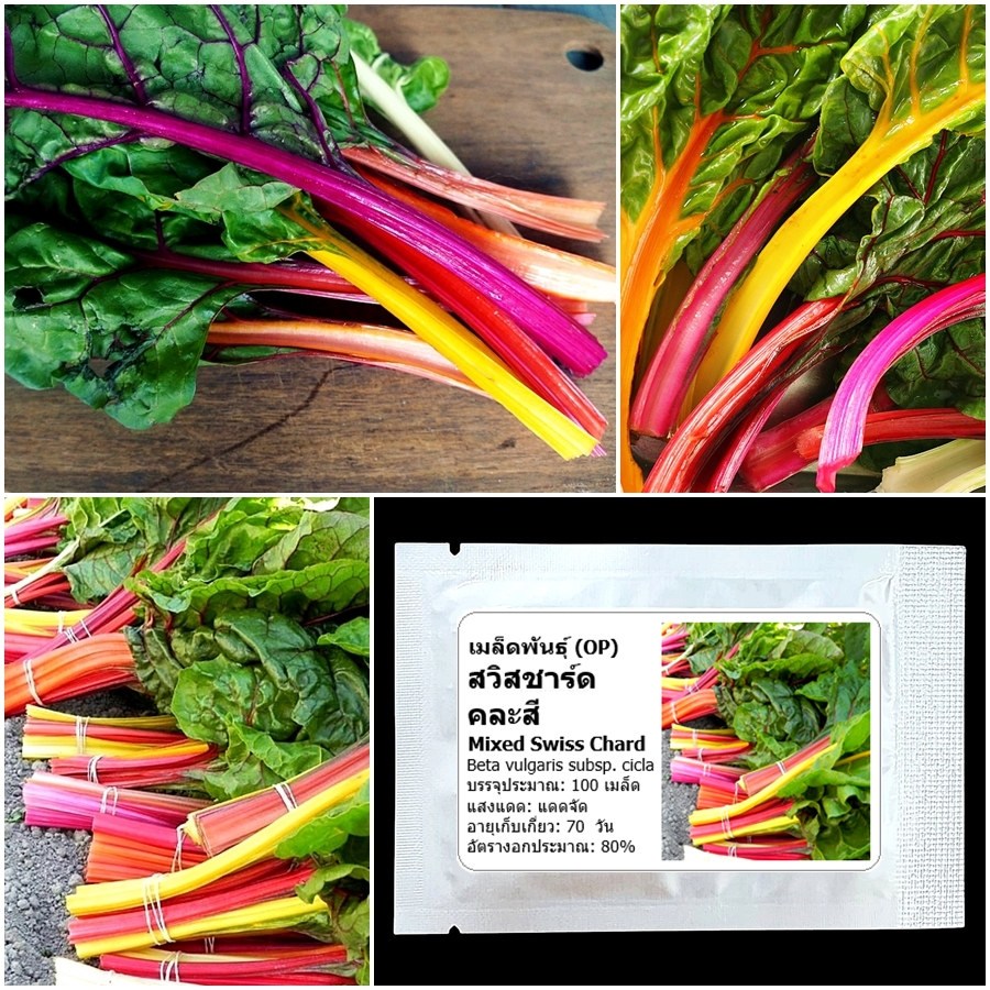 เมล็ดพันธุ์ สวิสชาร์ดคละสี Mixed Swiss Chard Seed บรรจุ 100 เมล็ด คุณภาพดี ของแท้ 100%