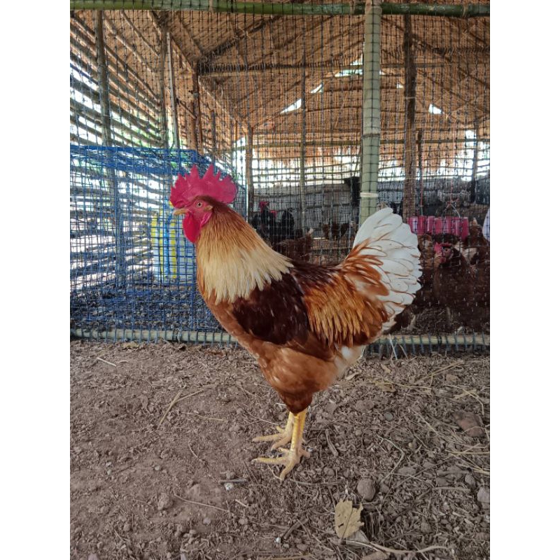 ไข่เชื้อ ไก่สายพันธ์ไฮบริด🐔  สำหรับนำไปฟัก🐣10 แถม 2