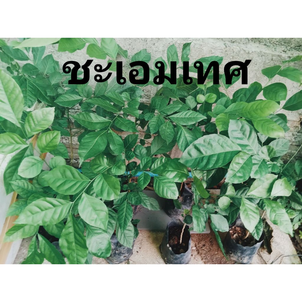 ต้นโปร่งฟ้า ต้นชะเอมเทศ สมุนไพรหายาก กลิ่นหอมเฉพาะตัว เพาะเมล็ดแข็งแรงมาก