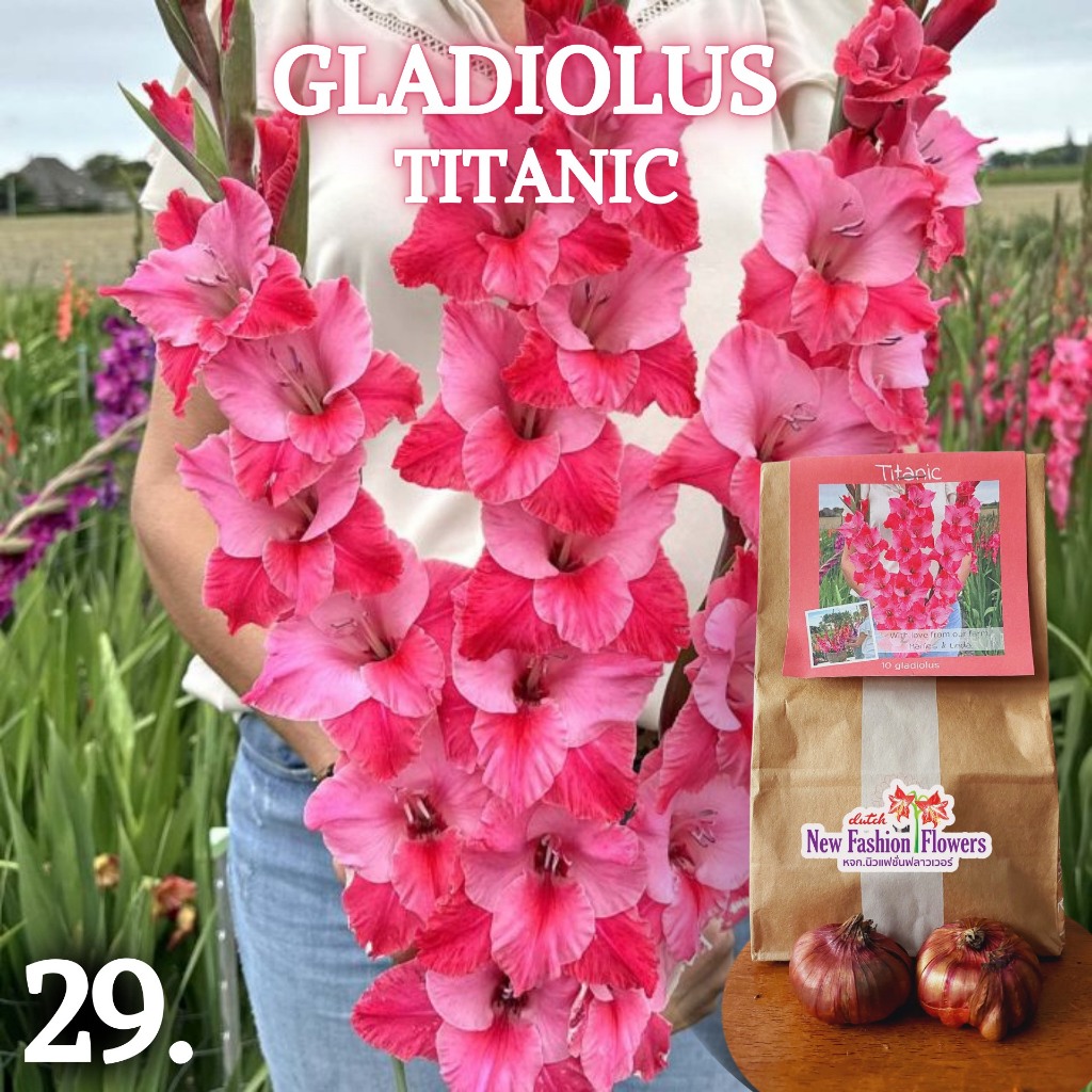 แกลดิโอลัส / Gladiolus สายพันธุ์ใหม่สีทัชใจสุดๆครับ ที่เดียวในไทย ปลูกง่ายออกดอกง่ายเป็นดอกไม้น่าร้อนโดยแท้เลยครับ ราคา ถูกที่สุด ดีลบีเคเค แกลเลอรีภาพที่ 6