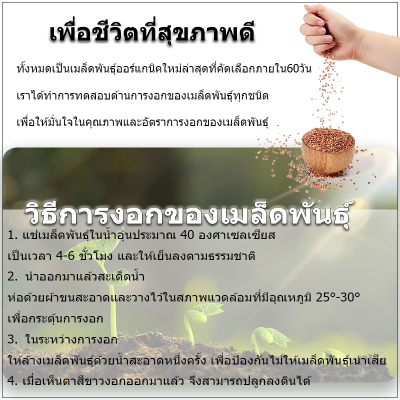 600 เมล็ด เมล็ดพันธุ์กะหล่ำปมม่วง เมล็ดกะหล่ำปมม่วง กะหล่ำปมม่วง โคราบี้สีม่วง เปลูกง่าย - รูปที่ 5