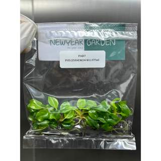 ไม้เนื้อเยื่อ: ฟิโลเดนดรอนก้านส้ม: Philodendron Billietiae T…