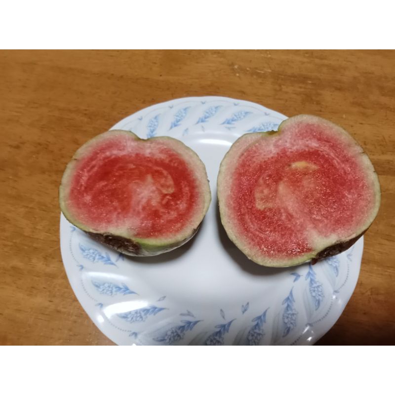 ต้นฝรั่งหงษ์เป่าสือ หรือฝรั่งไส้แดง ขนาดความสูง 80-90 ซม. - รูปที่ 5