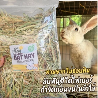 ✅️ขายดี 🌼โอ๊ตสีทอง หญ้าโอ๊ตทองออสเตรเลีย สำหรับกระต่ายและแกสบี้ 500 กรัมร่อนฝุ่น