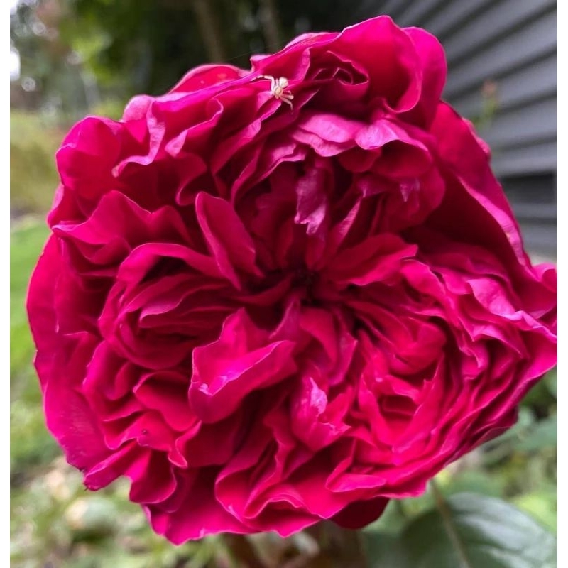 รุจรอยัล(RougeRoyal)กุหลาบสายพันธุ์ฝรั่งเศสสีแดงกลิ่นหอมแรงทรงพุ่มเลี้ยงง่ายโตเร็ว