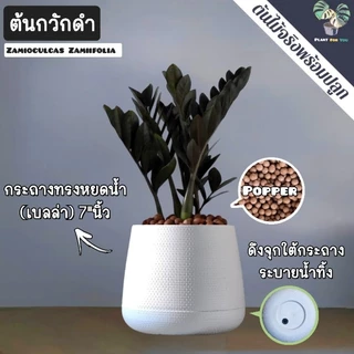 🖤ต้นกวักมรกตดำ Zamioculcas zamifolia พร้อมกระถาง+เม็ดPopper+ขาตั้ง