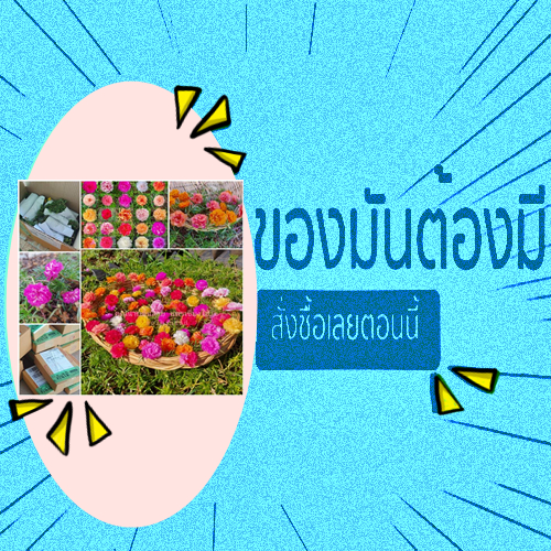 แถมทุกกำ ดอกคุณนายตื่นสาย (แพรเซียงไฮ้) กิ่งพันธุ์ (ดอกซ้อนชั้น) กิ่งพันธุ์สำหรับปักชำ​