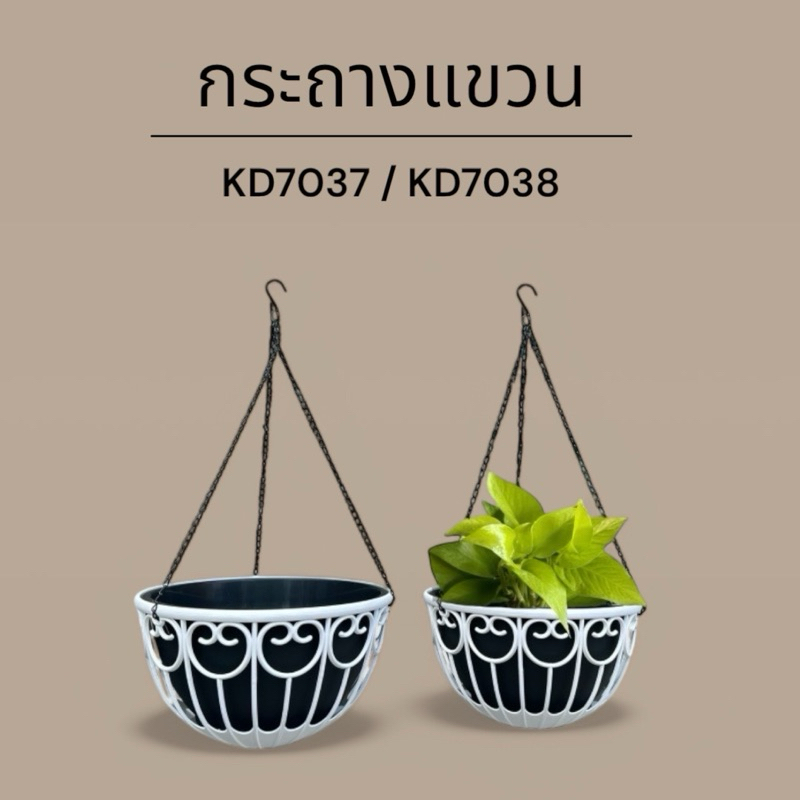 ‼️ถูก  ส่งเร็วทันใจ‼️ กระถางแขวน ( ขนาด 10 - 12 นิ้ว)