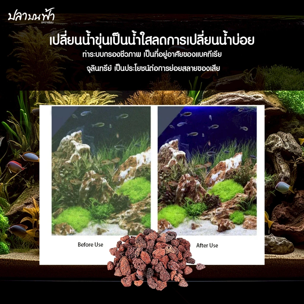 หินลาวาแดง หินลาวาดำ วัสดุกรองตู้ปลา บ่อปลา จากธรรมชาติ จมน้ำ มีรูพรุนสูง ช่วยเป็นที่อยู่ของแบคทีเรียได้เป็นอย่างดี thumbnail 4