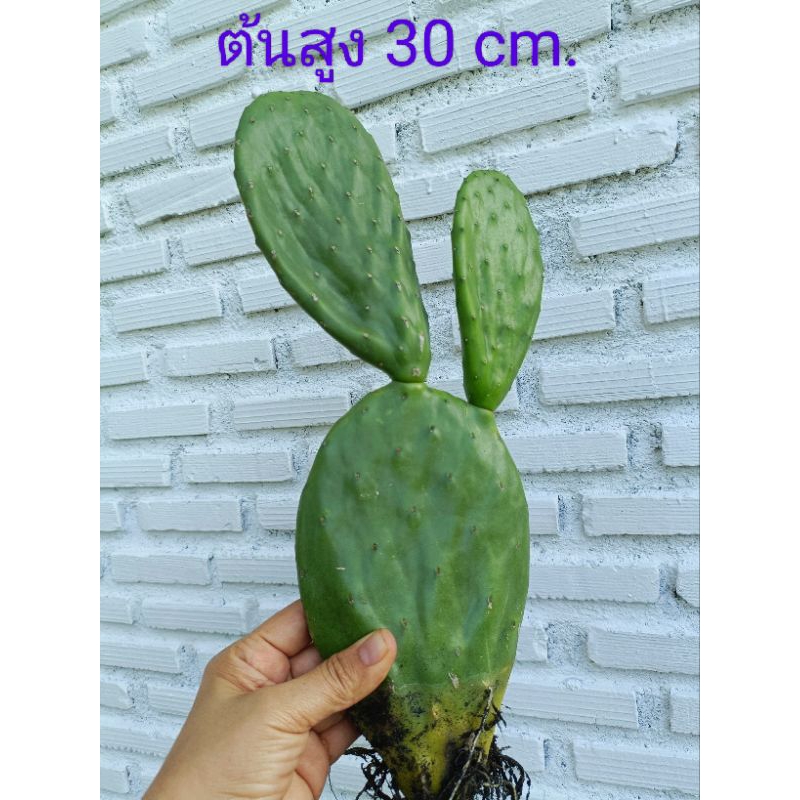 โอพันเทีย ฟิคัสอินดิก้า อินเนอมิส (opuntia ficus indica var inermis) ตัดสด (สวนเราเอง) กระบองเพชรกินใบและผล
