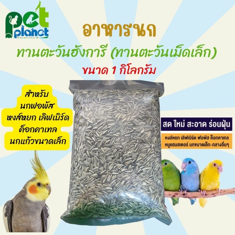 [1Kg.] อาหารนก ทานตะวันฮังการี เม็ดทานตะวัน อาหารนกฟอพัส อาหารนกหงส์หยก อาหารสำหรับนกขนาดเล็ก เม็ดทานตะวันเม็ดเล็ก
