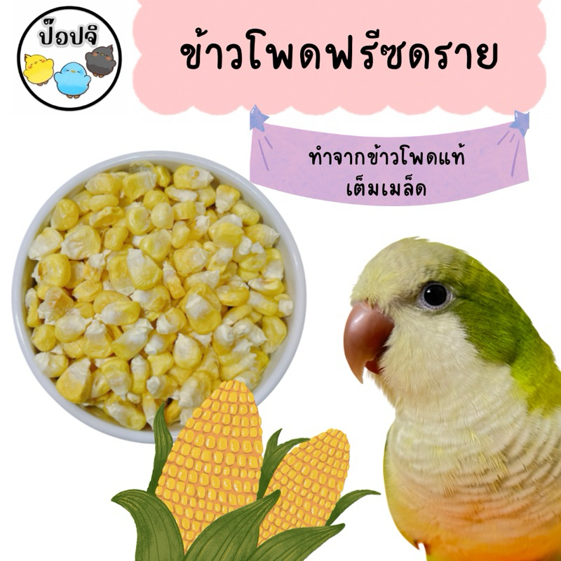 ข้าวโพดฟรีซดราย อาหารนกแก้ว ขนมทานเล่น กระปุกขนาด 20 กรัม