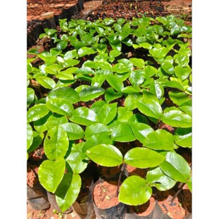 ต้นมะริดพันธุ์ไทย ชุดละ5ต้น คุ้มค่ามากๆ