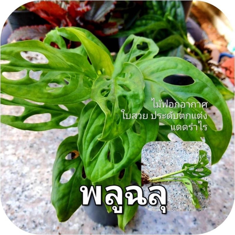 ซื้อ 5 แถม 1 พลูด่าง ไม้ใบด่าง เลี้ยงน้ำ ปลูกลงดิน ตัดกิ่งสด - รูปที่ 3